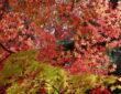 Trees and Shrubs with Mesmerizing Autumn Foliage