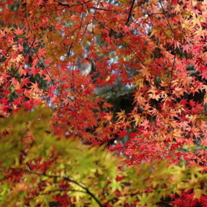 Trees and Shrubs with Mesmerizing Autumn Foliage