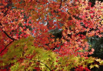 Trees and Shrubs with Mesmerizing Autumn Foliage