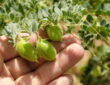 Chickpea: A Gardener's Guide