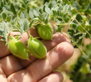 Chickpea: A Gardener's Guide