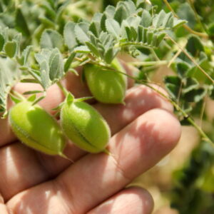 Chickpea: A Gardener's Guide