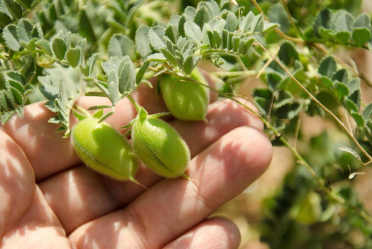 Chickpea: A Gardener's Guide