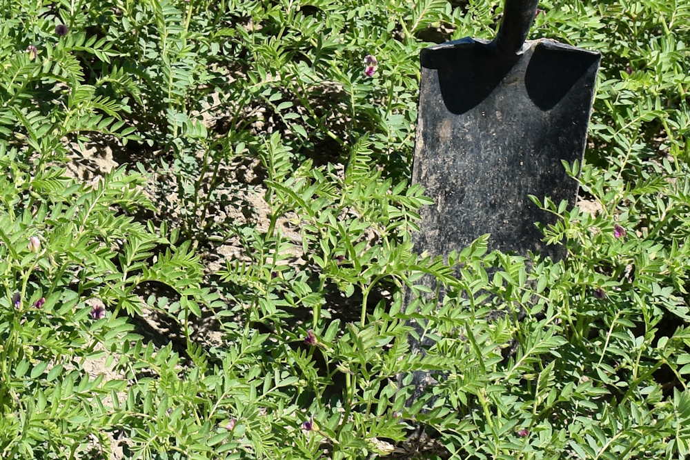 The Mighty Chickpea: A Gardener's Guide to Cultivation and Culinary Wonders