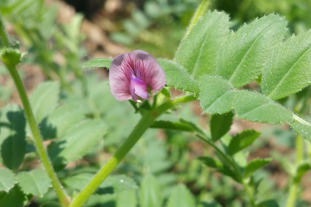 The Mighty Chickpea: A Gardener's Guide to Cultivation and Culinary Wonders