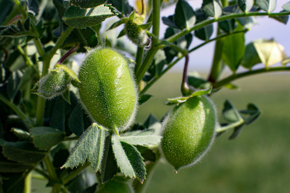 The Mighty Chickpea: A Gardener's Guide to Cultivation and Culinary Wonders