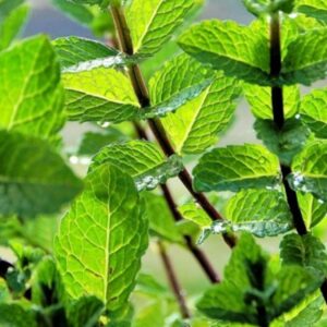 Cultivating and Enjoying Mint