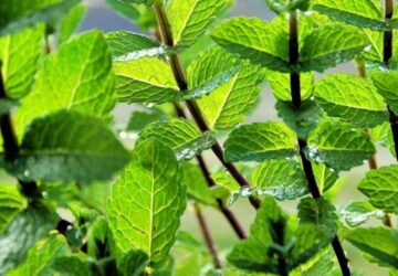 Cultivating and Enjoying Mint