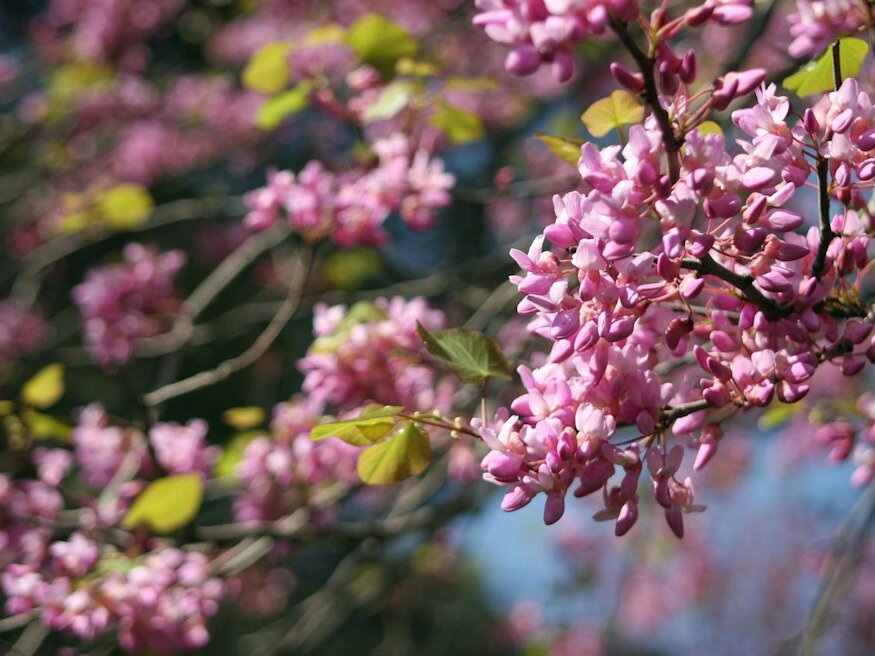 The Most Expensive Plants Gardeners Have Ever Lost