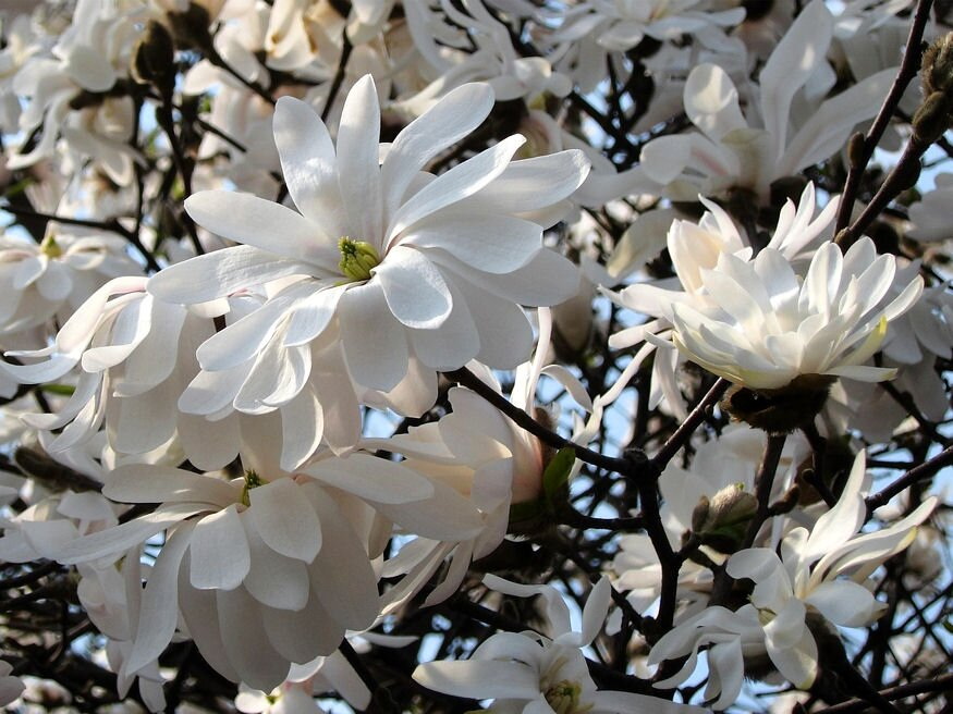 The Most Expensive Plants Gardeners Have Ever Lost