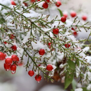 Sacred Bamboo Secrets: The Story Behind Nandina