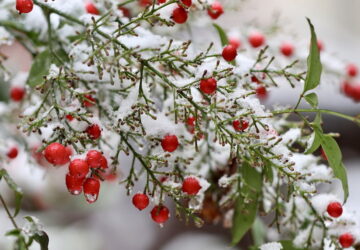 Sacred Bamboo Secrets: The Story Behind Nandina