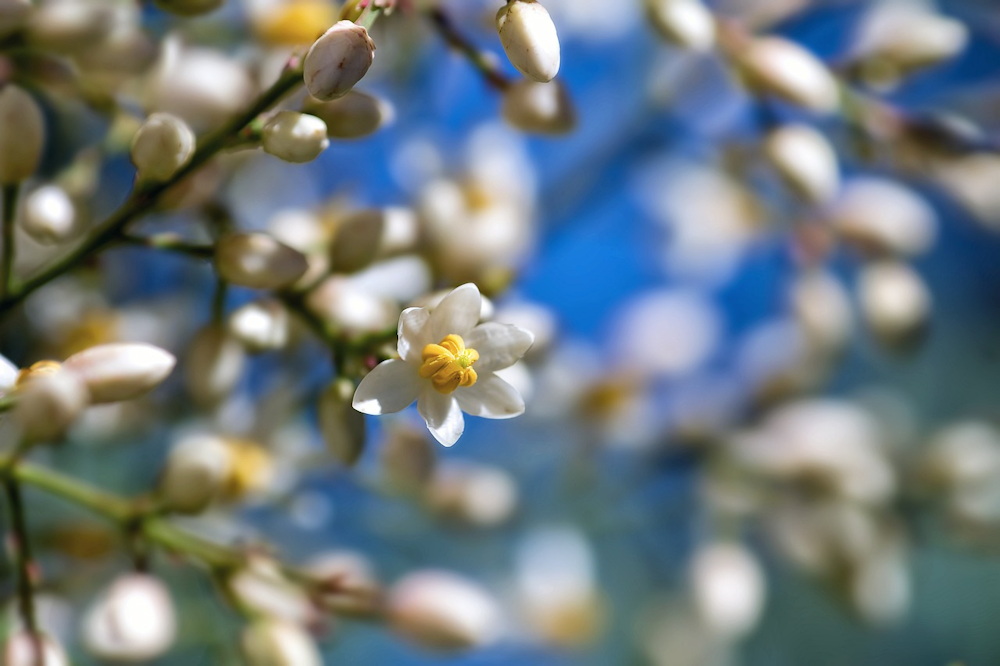 Nandina, a Timeless Shrub