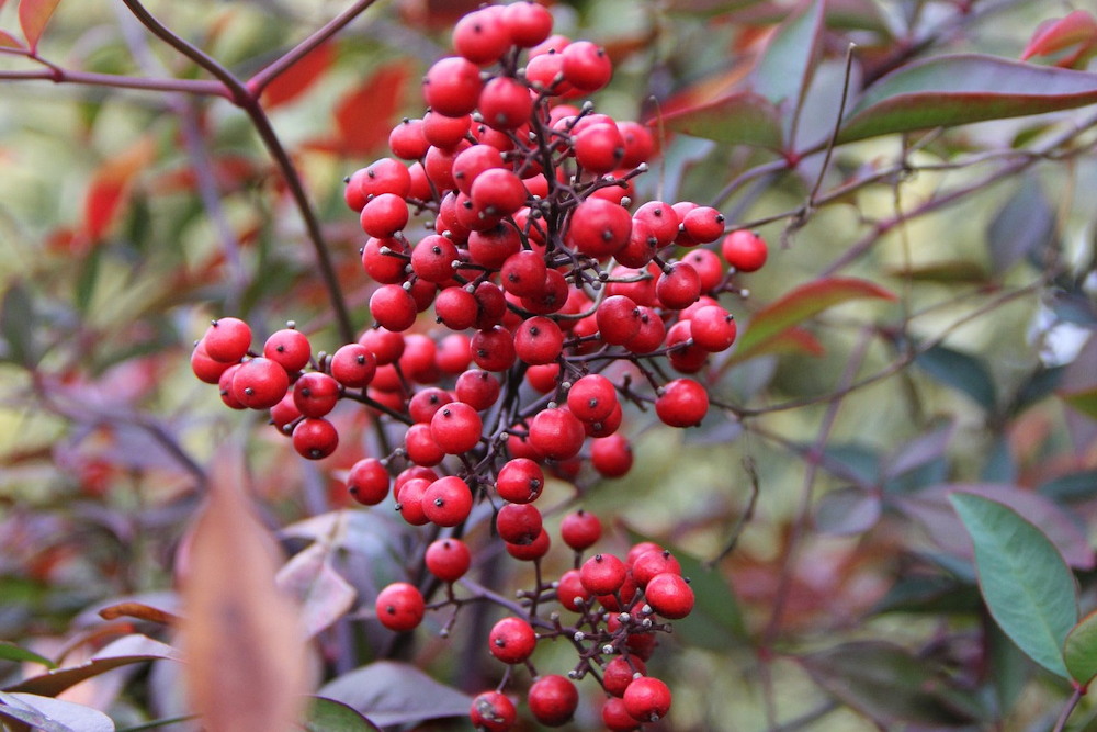 Nandina, a Timeless Shrub