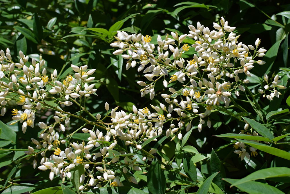Nandina, a Timeless Shrub