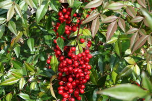 Sacred Bamboo Secrets: The Enchanting Story Behind Nandina, a Timeless