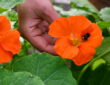 Nasturtium's Palette of Beauty and Flavor