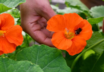 Nasturtium's Palette of Beauty and Flavor