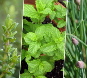 Three Herbs That Actually Suit Beginners