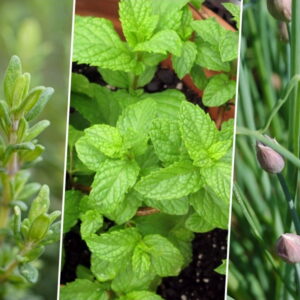 Three Herbs That Actually Suit Beginners