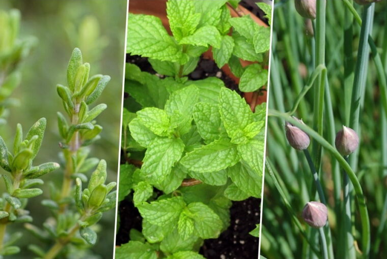 Three Herbs That Actually Suit Beginners