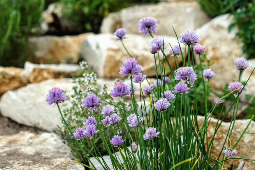 Three Herbs That Actually Suit Beginners