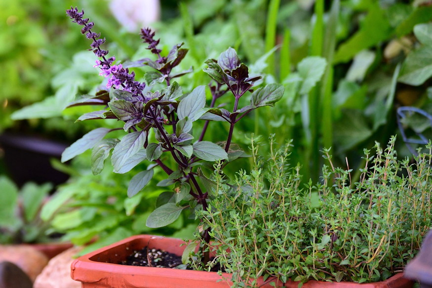 Three Herbs That Actually Suit Beginners