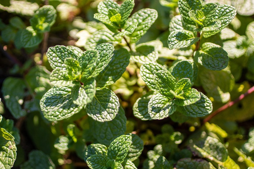 Three Herbs That Actually Suit Beginners