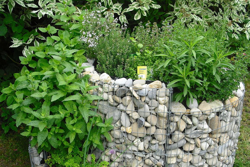 Three Herbs That Actually Suit Beginners