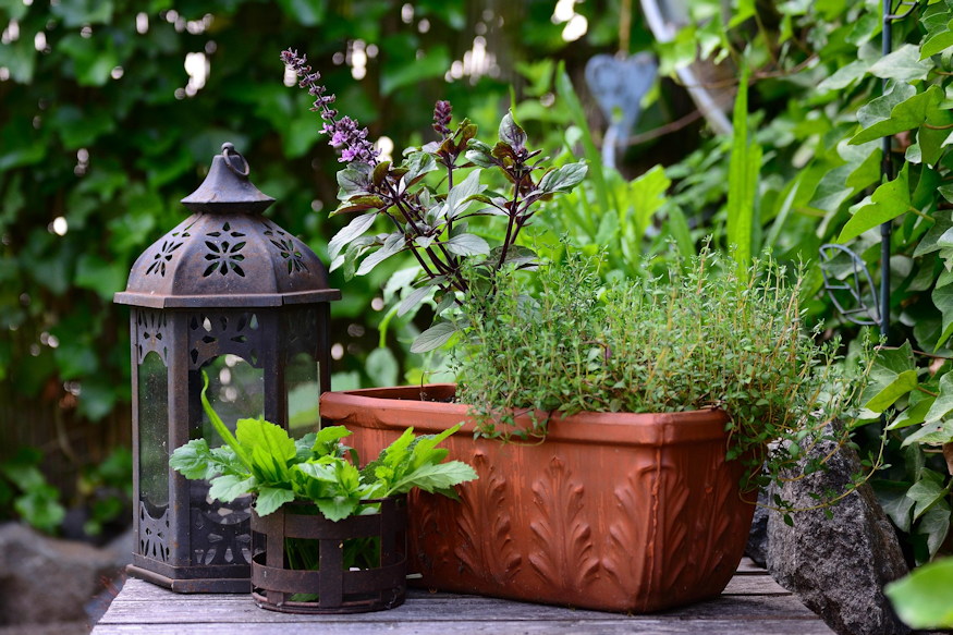 Three Herbs That Actually Suit Beginners