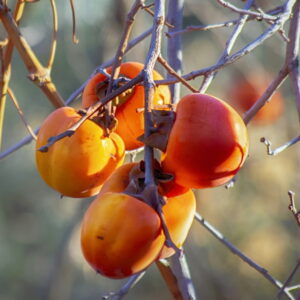 November Garden-To-Do List