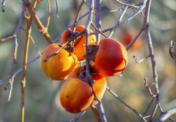 November Garden-To-Do List