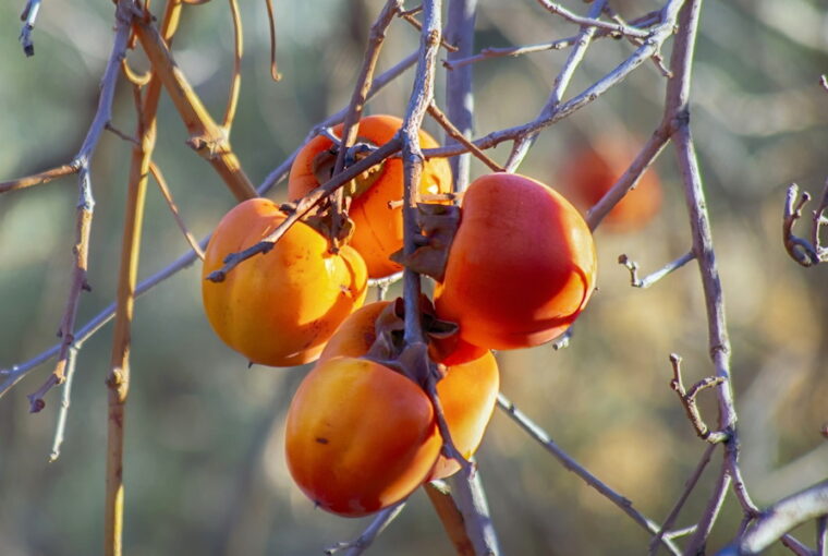 November Garden-To-Do List