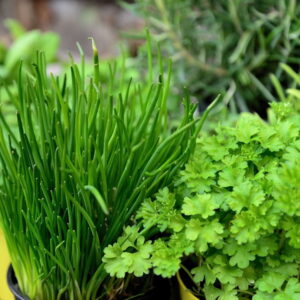 Tips for Novice Container Gardeners