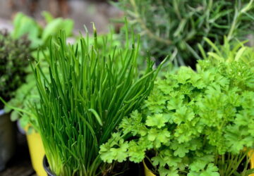 Tips for Novice Container Gardeners