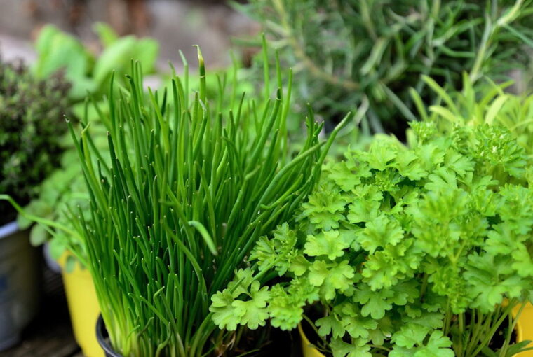 Tips for Novice Container Gardeners