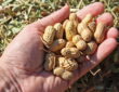 Peanuts: Tips and Tricks for Home Gardeners