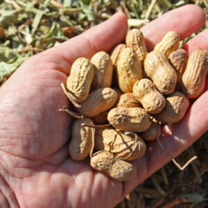 Peanuts: Tips and Tricks for Home Gardeners