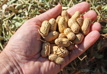 Peanuts: Tips and Tricks for Home Gardeners