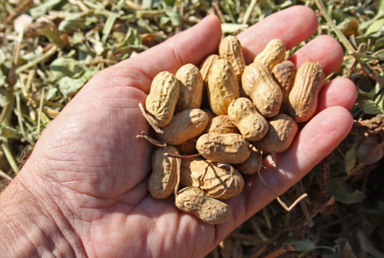 Peanuts: Tips and Tricks for Home Gardeners