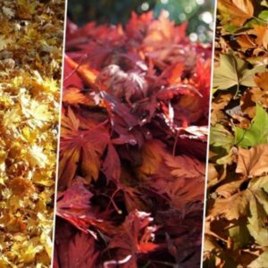 How Fast Do Tree Leaves Break Down