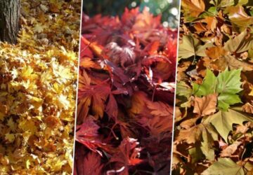 How Fast Do Tree Leaves Break Down