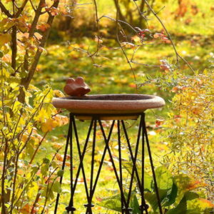 October in the Garden: Essential Tasks