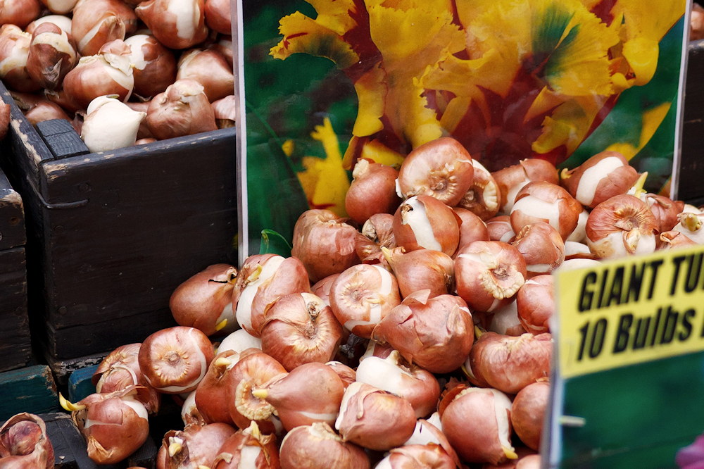 October in the Garden: Essential Tasks