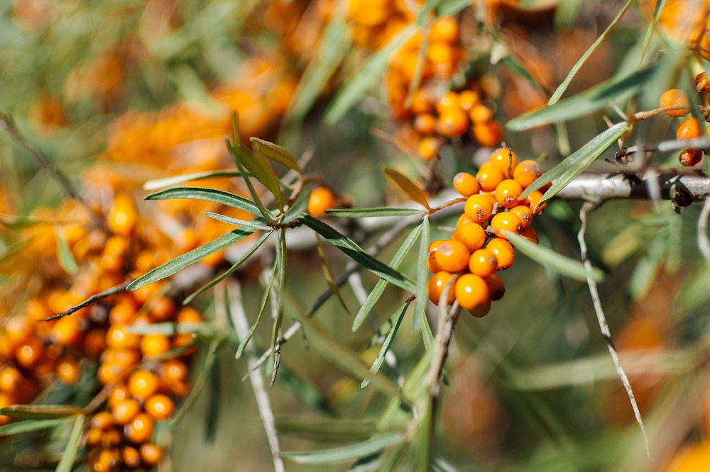 October in the Garden: Essential Tasks