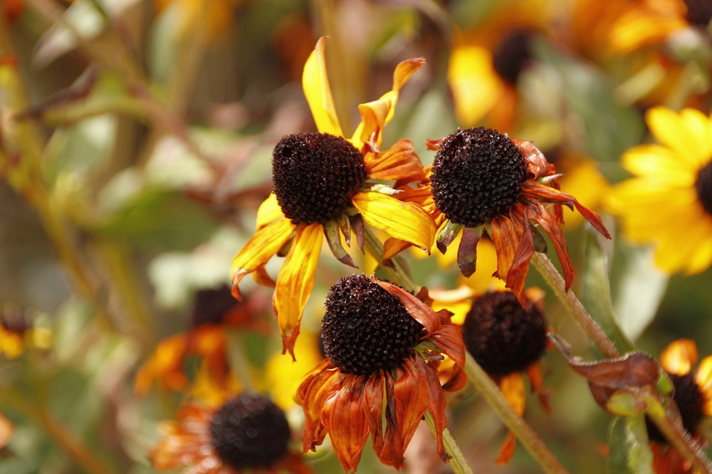 October in the Garden: Essential Tasks