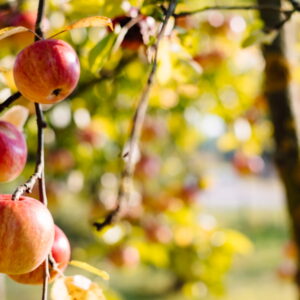 Your Ultimate Garden To-Do List for October