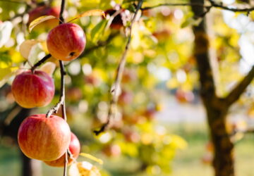 Your Ultimate Garden To-Do List for October