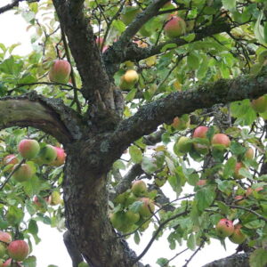 Old Fruit Trees: When Is It Worth Saving Them