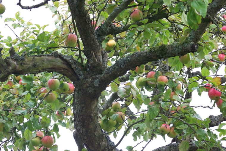 Old Fruit Trees: When Is It Worth Saving Them